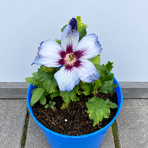 Ibištek sýrsky (Hibiscus syriacus) ‘OISEAU BLEU’ – výška 10-20 cm, kont. C2L